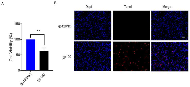 https://cdn.ncbi.nlm.nih.gov/pmc/blobs/cc3e/9786227/65460c4fa36a/viruses-14-02793-g002a.jpg