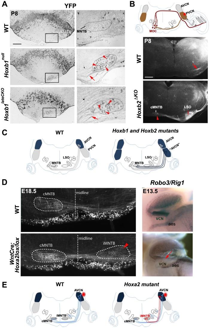 https://cdn.ncbi.nlm.nih.gov/pmc/blobs/cc41/3567144/abf9630797b9/pgen.1003249.g005.jpg