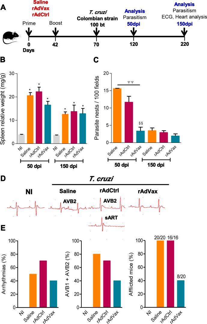 https://cdn.ncbi.nlm.nih.gov/pmc/blobs/cc42/4305326/045e89241867/ppat.1004594.g001.jpg