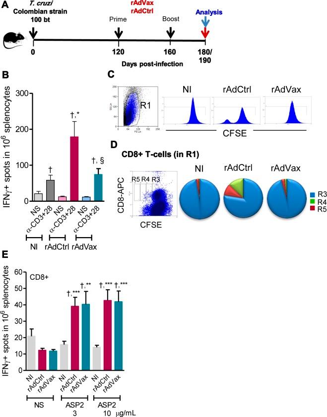 https://cdn.ncbi.nlm.nih.gov/pmc/blobs/cc42/4305326/30babdf4382d/ppat.1004594.g004.jpg