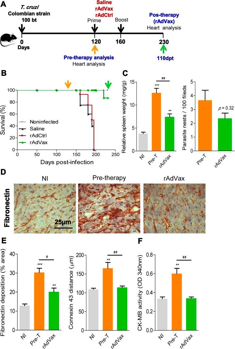 https://cdn.ncbi.nlm.nih.gov/pmc/blobs/cc42/4305326/bf77566a815e/ppat.1004594.g003.jpg