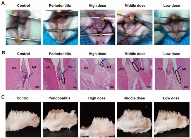 https://cdn.ncbi.nlm.nih.gov/pmc/blobs/cc42/9775017/33813407e546/biomimetics-07-00240-g003.jpg