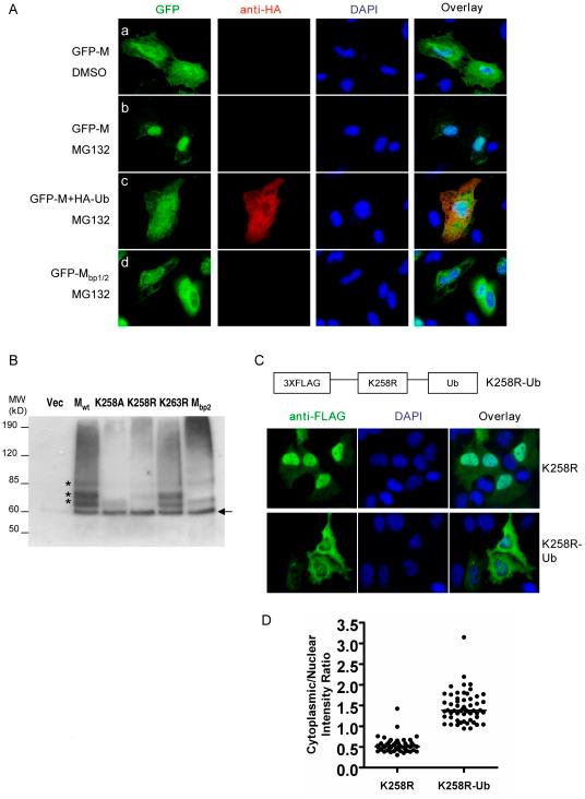 https://cdn.ncbi.nlm.nih.gov/pmc/blobs/cc43/2978725/7da895b6d359/ppat.1001186.g006.jpg