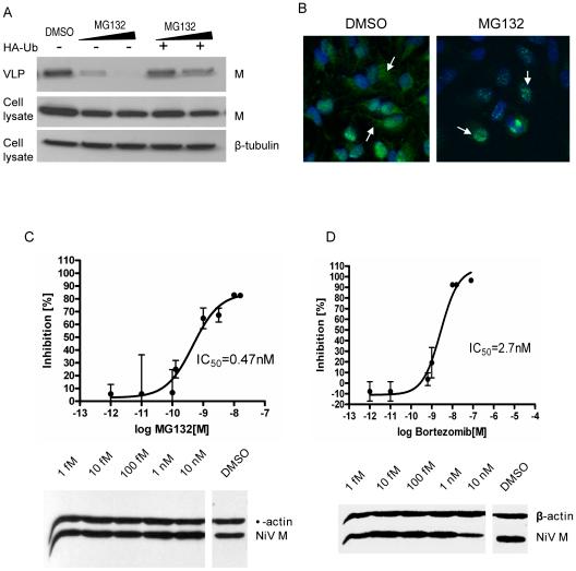 https://cdn.ncbi.nlm.nih.gov/pmc/blobs/cc43/2978725/f90f897c02a8/ppat.1001186.g008.jpg