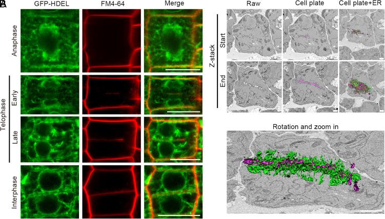 https://cdn.ncbi.nlm.nih.gov/pmc/blobs/cc46/11831168/4d0b8be54723/pnas.2416927122fig03.jpg