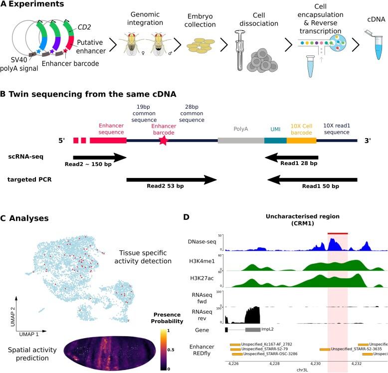 https://cdn.ncbi.nlm.nih.gov/pmc/blobs/cc46/12282952/8ee003c180e5/gkaf684fig1.jpg