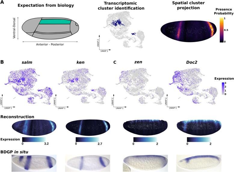 https://cdn.ncbi.nlm.nih.gov/pmc/blobs/cc46/12282952/eea9691f73bb/gkaf684fig4.jpg