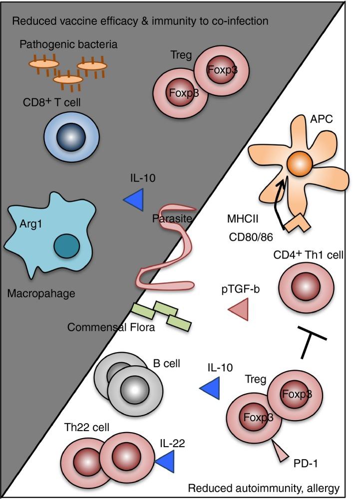 https://cdn.ncbi.nlm.nih.gov/pmc/blobs/cc46/5343343/1d20764846ba/IMM-150-389-g002.jpg
