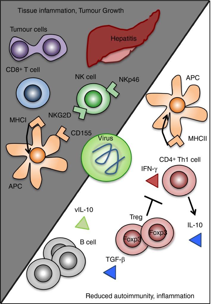 https://cdn.ncbi.nlm.nih.gov/pmc/blobs/cc46/5343343/d0d29bff92cb/IMM-150-389-g001.jpg
