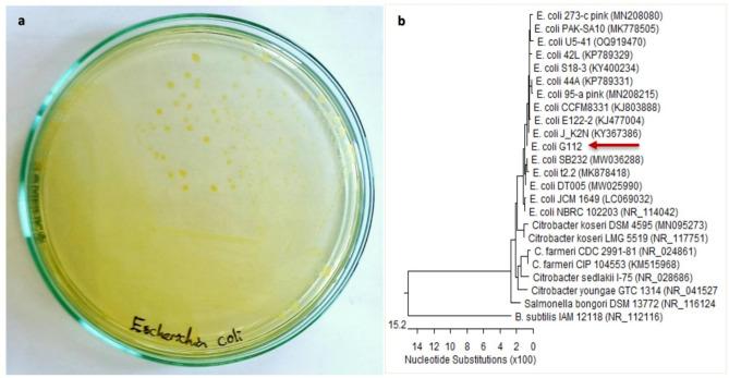 https://cdn.ncbi.nlm.nih.gov/pmc/blobs/cc47/12053763/34296603512e/41598_2025_98060_Fig1_HTML.jpg