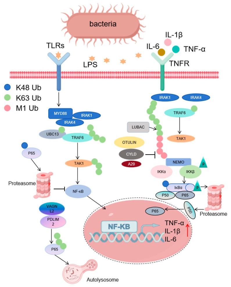 https://cdn.ncbi.nlm.nih.gov/pmc/blobs/cc47/12248740/979d924df560/cells-14-01012-g002.jpg