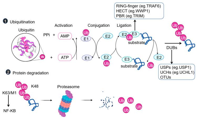 https://cdn.ncbi.nlm.nih.gov/pmc/blobs/cc47/12248740/cf770857e609/cells-14-01012-g001.jpg