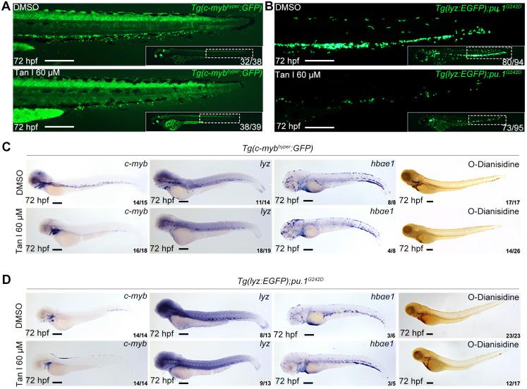 https://cdn.ncbi.nlm.nih.gov/pmc/blobs/cc4a/8171091/0d12670336f0/thnov11p6891g002.jpg