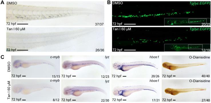 https://cdn.ncbi.nlm.nih.gov/pmc/blobs/cc4a/8171091/fada2da263fb/thnov11p6891g001.jpg