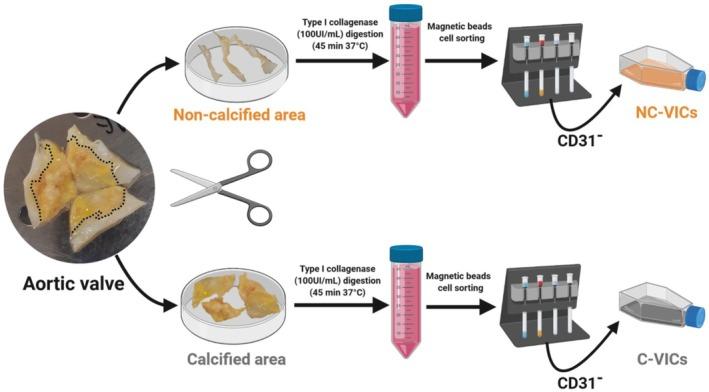 https://cdn.ncbi.nlm.nih.gov/pmc/blobs/cc4b/11955408/36490e27ca80/JCMM-29-e70511-g005.jpg