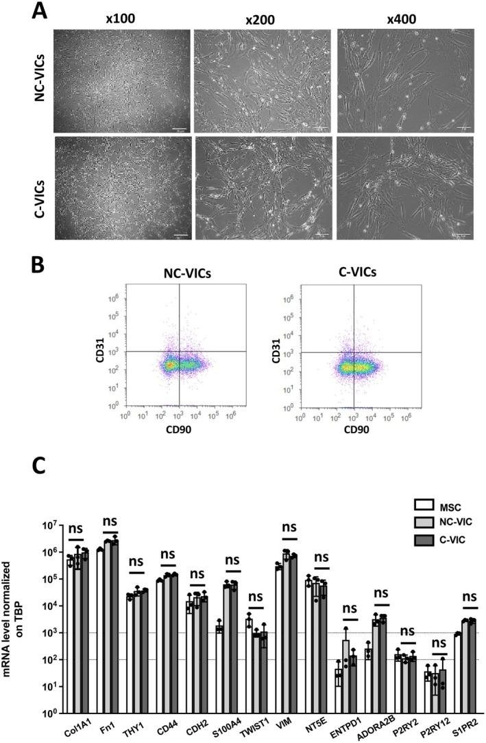https://cdn.ncbi.nlm.nih.gov/pmc/blobs/cc4b/11955408/a1c6ecd7dff4/JCMM-29-e70511-g001.jpg