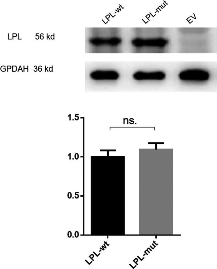 https://cdn.ncbi.nlm.nih.gov/pmc/blobs/cc4c/7057096/d15e530d8b0b/MGG3-8-e1048-g005.jpg