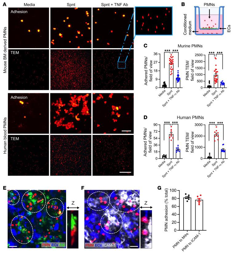 https://cdn.ncbi.nlm.nih.gov/pmc/blobs/cc4e/10378177/be82e4dc678c/jci-133-170733-g088.jpg