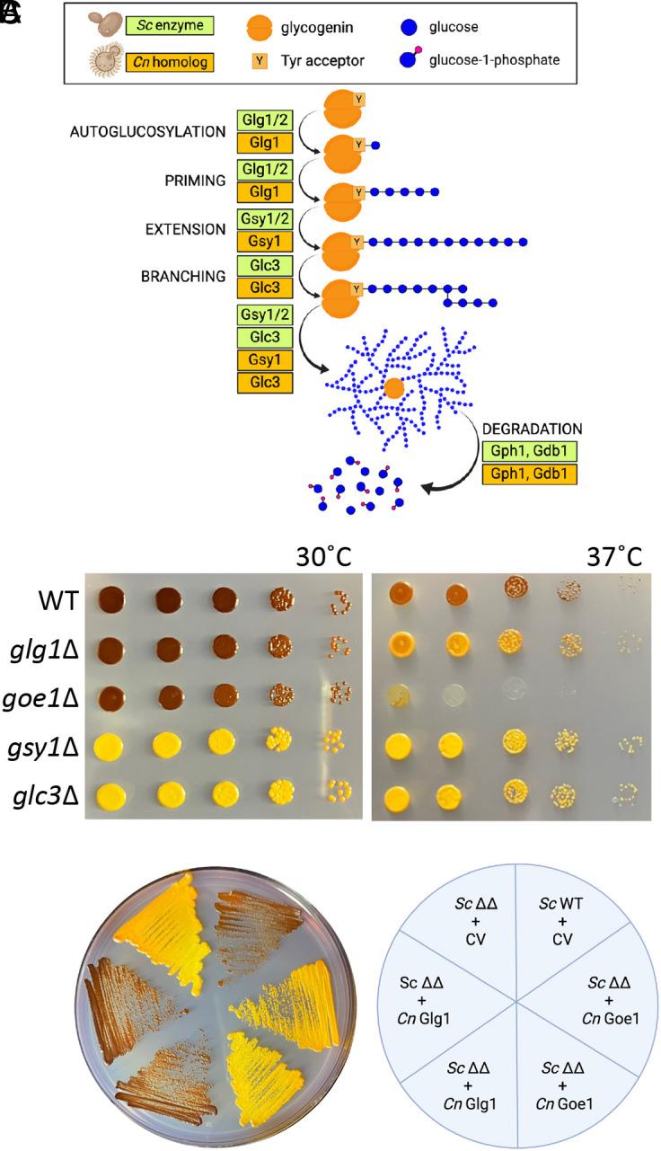 https://cdn.ncbi.nlm.nih.gov/pmc/blobs/cc51/11126952/1d5d64d2f0e9/pnas.2319707121fig01.jpg