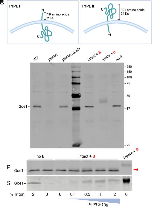 https://cdn.ncbi.nlm.nih.gov/pmc/blobs/cc51/11126952/d162c799d254/pnas.2319707121fig04.jpg