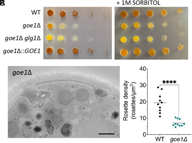 https://cdn.ncbi.nlm.nih.gov/pmc/blobs/cc51/11126952/dabe4d9d9ab6/pnas.2319707121fig03.jpg