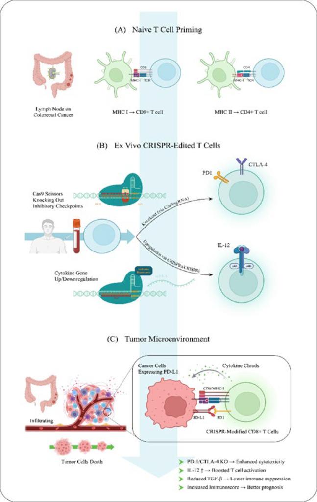 https://cdn.ncbi.nlm.nih.gov/pmc/blobs/cc59/12399063/35dc7340ff6f/IJBMS-28-1279-g003.jpg