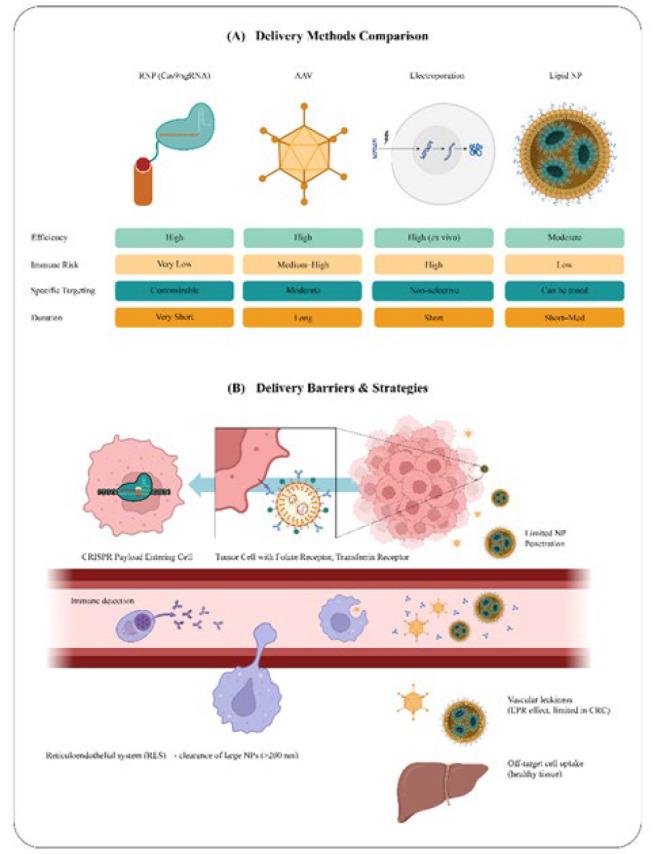 https://cdn.ncbi.nlm.nih.gov/pmc/blobs/cc59/12399063/73396b64b79a/IJBMS-28-1279-g004.jpg