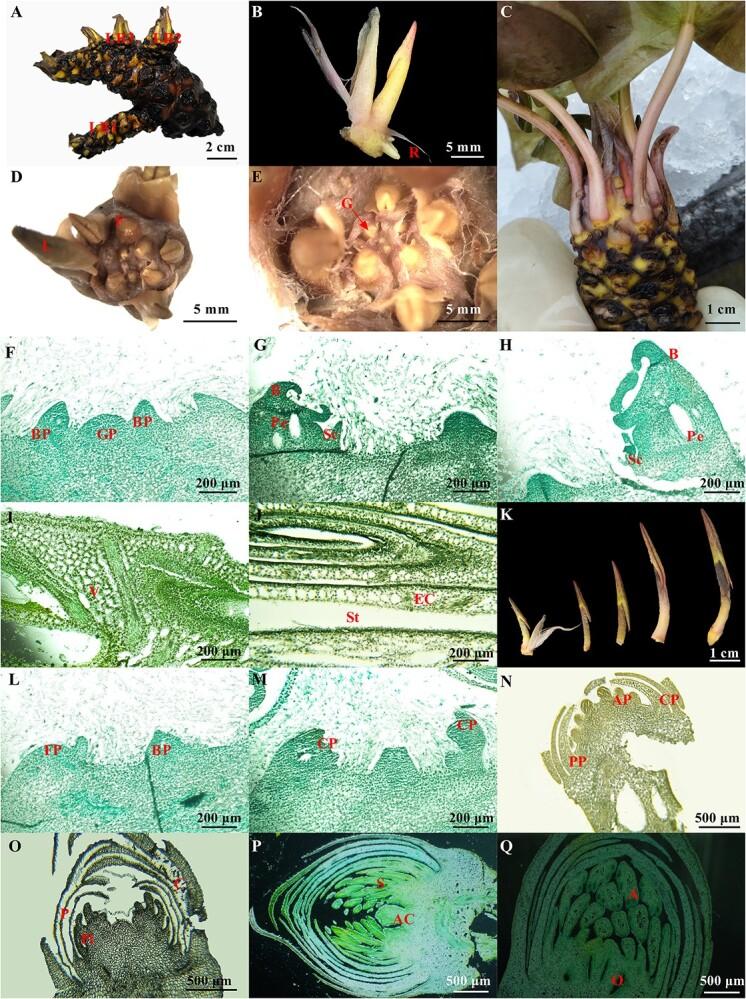 https://cdn.ncbi.nlm.nih.gov/pmc/blobs/cc5a/11151331/173ec85b8e5f/uhae093f1.jpg