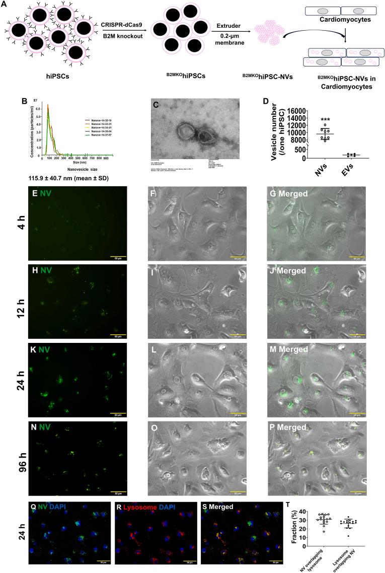 https://cdn.ncbi.nlm.nih.gov/pmc/blobs/cc5c/12124652/08dc3c8d1a65/gr1.jpg