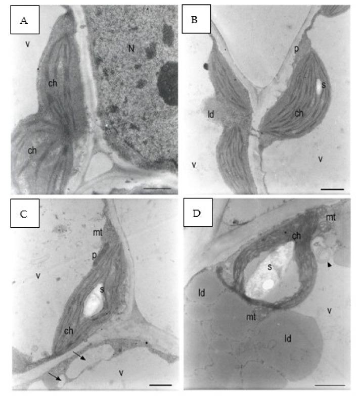 https://cdn.ncbi.nlm.nih.gov/pmc/blobs/cc5c/9862935/05c3418f4e3f/plants-12-00366-g009a.jpg