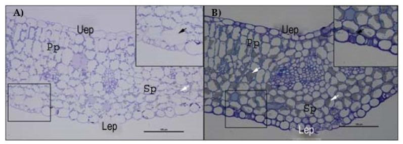 https://cdn.ncbi.nlm.nih.gov/pmc/blobs/cc5c/9862935/3171d3ee7b5e/plants-12-00366-g008.jpg