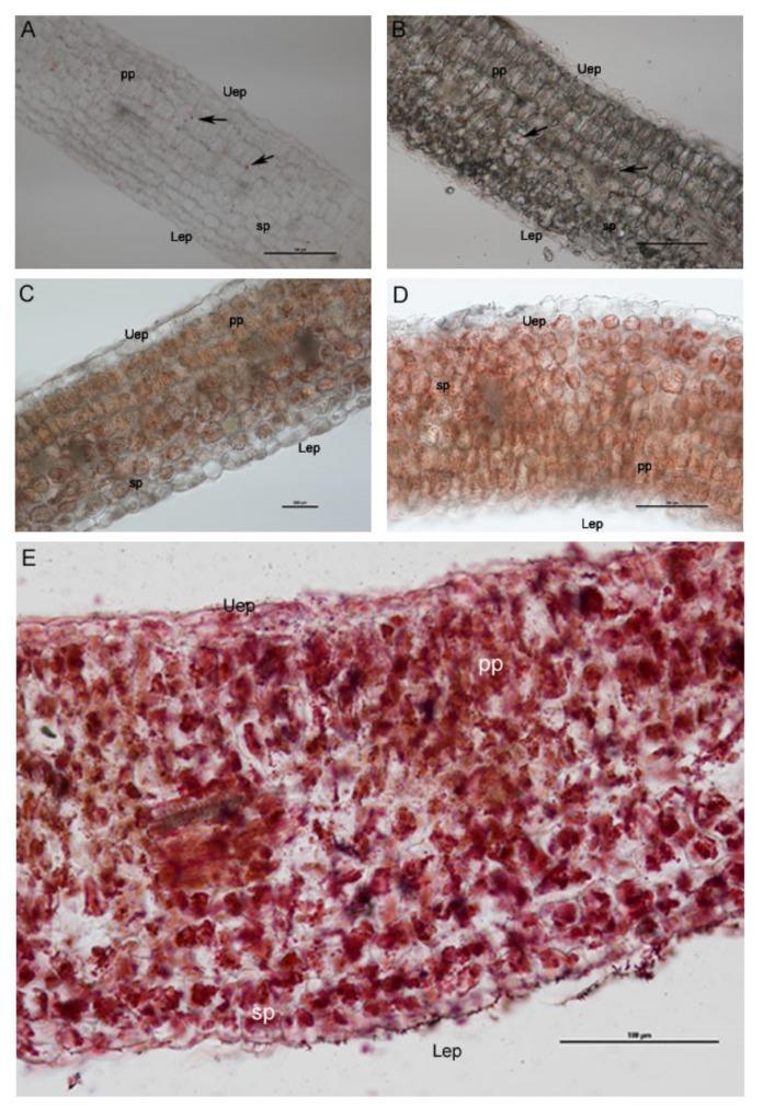 https://cdn.ncbi.nlm.nih.gov/pmc/blobs/cc5c/9862935/eece891d3178/plants-12-00366-g005.jpg