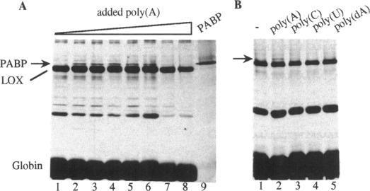 https://cdn.ncbi.nlm.nih.gov/pmc/blobs/cc5f/307008/37e710577cb0/nar00012-0129-a.jpg