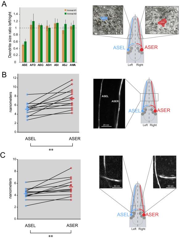 https://cdn.ncbi.nlm.nih.gov/pmc/blobs/cc60/3014911/ae261f662f80/1749-8104-5-33-3.jpg