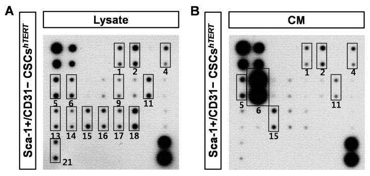 https://cdn.ncbi.nlm.nih.gov/pmc/blobs/cc64/4926334/8c3bb84c8040/ijms-17-00800-g004a.jpg