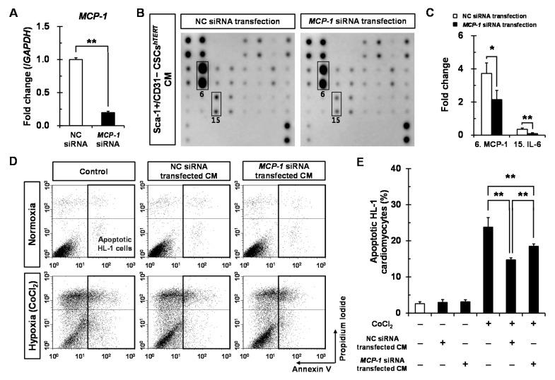 https://cdn.ncbi.nlm.nih.gov/pmc/blobs/cc64/4926334/d3ef59544ca2/ijms-17-00800-g005a.jpg