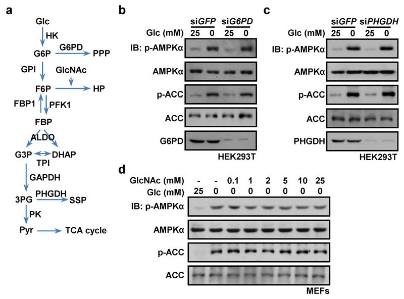 https://cdn.ncbi.nlm.nih.gov/pmc/blobs/cc64/5544942/a03e8f7648b9/emss-73130-f007.jpg