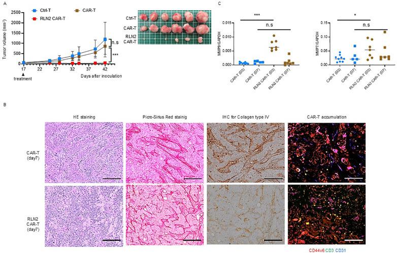 https://cdn.ncbi.nlm.nih.gov/pmc/blobs/cc66/12259638/aba579894cfa/fimmu-16-1506204-g005.jpg