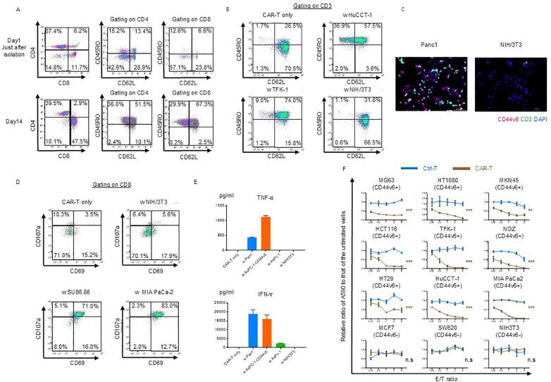 https://cdn.ncbi.nlm.nih.gov/pmc/blobs/cc66/12259638/b33df4685bd6/fimmu-16-1506204-g001.jpg