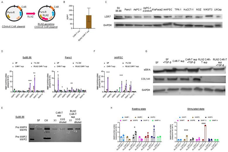 https://cdn.ncbi.nlm.nih.gov/pmc/blobs/cc66/12259638/beab250caa53/fimmu-16-1506204-g002.jpg