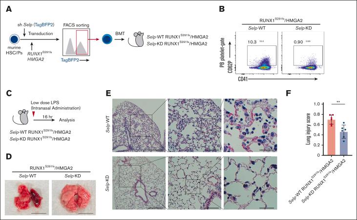 https://cdn.ncbi.nlm.nih.gov/pmc/blobs/cc66/12320400/0eb980e7cf81/BVTH_VTH-2023-000110-gr6.jpg