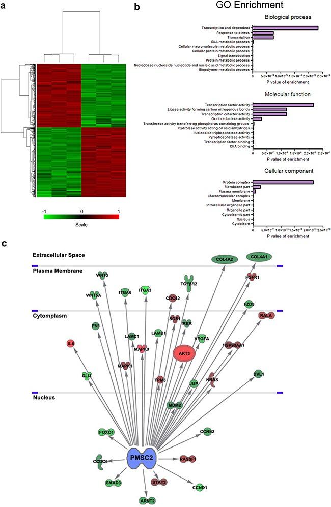 https://cdn.ncbi.nlm.nih.gov/pmc/blobs/cc69/5352207/6f17721bbdf7/oncotarget-08-933-g011.jpg