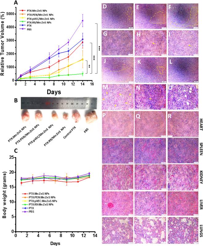 https://cdn.ncbi.nlm.nih.gov/pmc/blobs/cc69/5789852/87331671dd75/41598_2018_20255_Fig7_HTML.jpg
