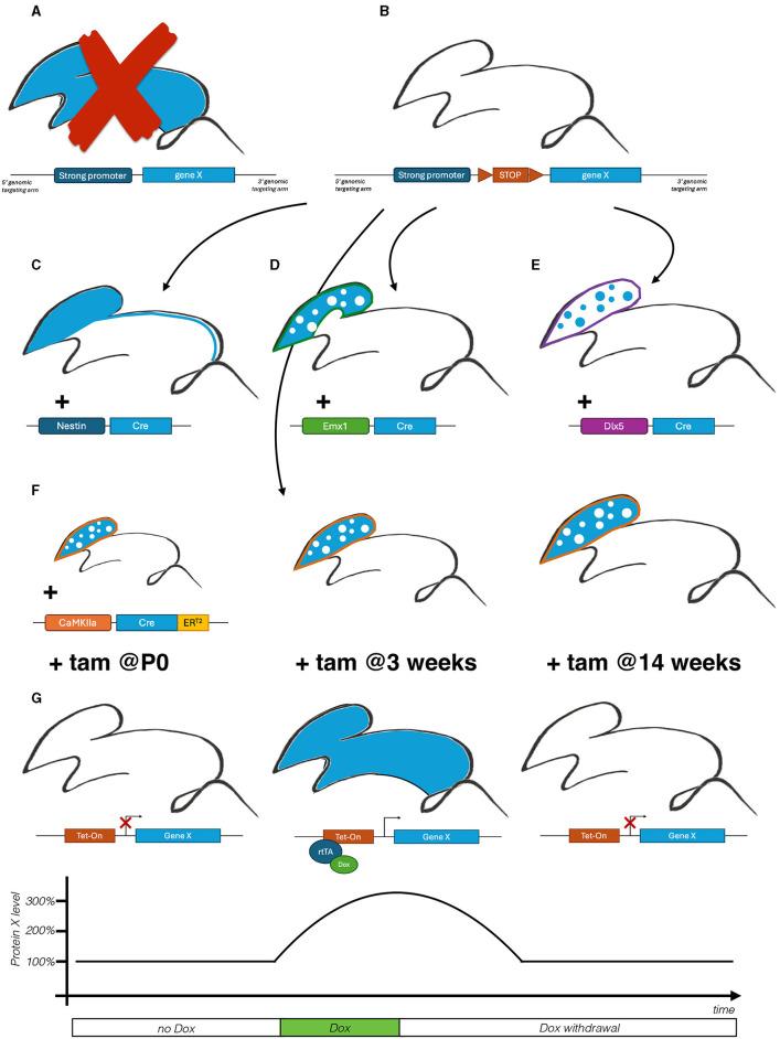 https://cdn.ncbi.nlm.nih.gov/pmc/blobs/cc6f/11096479/0a4501854598/fnmol-17-1399953-g0001.jpg