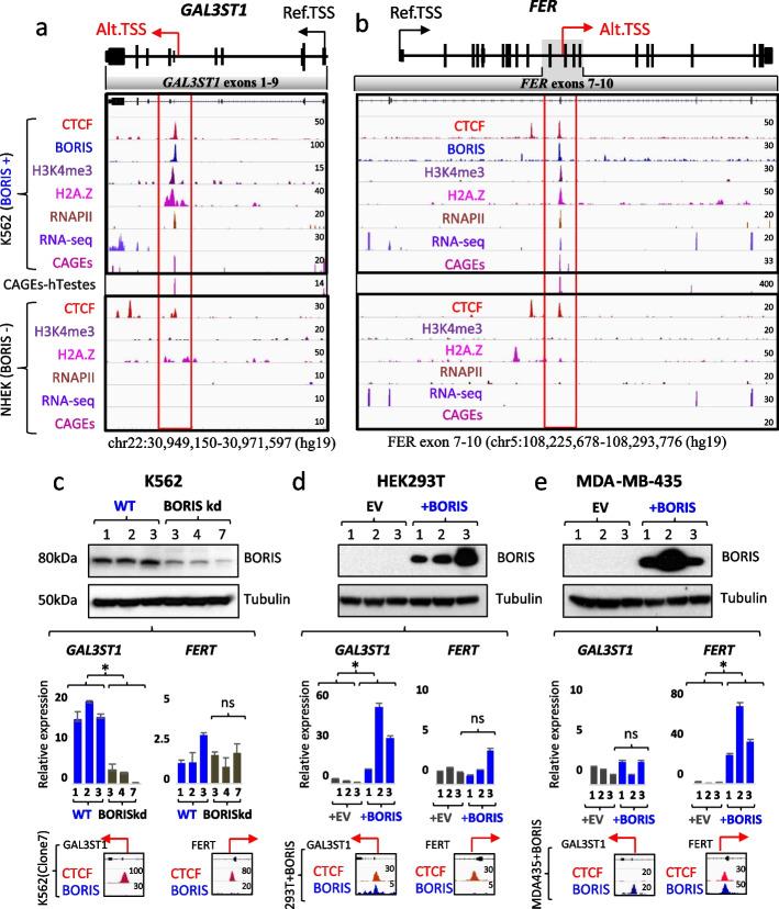 https://cdn.ncbi.nlm.nih.gov/pmc/blobs/cc71/10832218/4f9c5d0dd7d6/13059_2024_3175_Fig1_HTML.jpg
