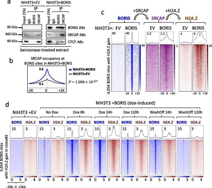 https://cdn.ncbi.nlm.nih.gov/pmc/blobs/cc71/10832218/a0de5b884c51/13059_2024_3175_Fig5_HTML.jpg