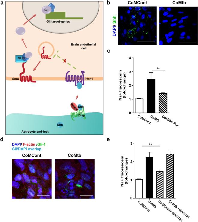 https://cdn.ncbi.nlm.nih.gov/pmc/blobs/cc73/5700087/c37704f1aca2/41598_2017_16250_Fig6_HTML.jpg