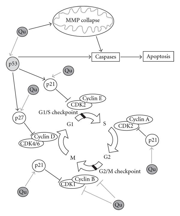 https://cdn.ncbi.nlm.nih.gov/pmc/blobs/cc7e/3136711/14ddd53c6dbf/ECAM2011-591356.002.jpg