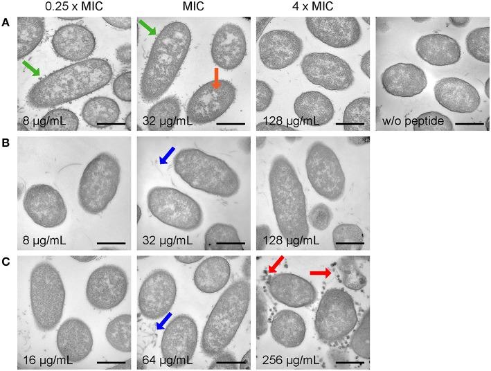 https://cdn.ncbi.nlm.nih.gov/pmc/blobs/cc81/4861708/bcb58199ef86/fcell-04-00039-g0004.jpg