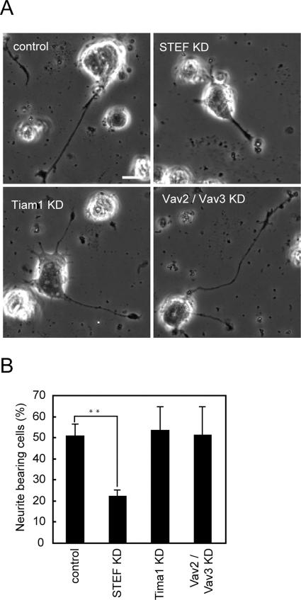 https://cdn.ncbi.nlm.nih.gov/pmc/blobs/cc83/3093328/03f15d239fa5/1780fig5.jpg